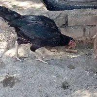 تخم مرغ نطفه دارلاری|حیوانات مزرعه|رباط‌کریم, شترخوار|دیوار