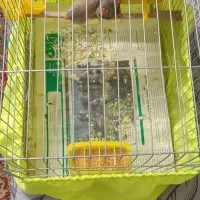 فنچ نرو ماده