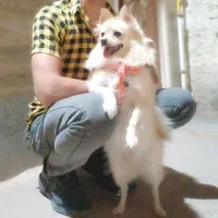 سگ پامر اشپیتز|سگ|برخوار, |دیوار