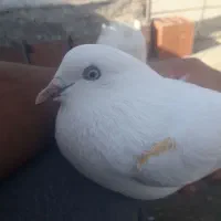 سلام یه کبوتر  ماده از نصل شمرونی|پرنده|مزرعه کتول, |دیوار