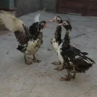 فروش اردک اسرائیل