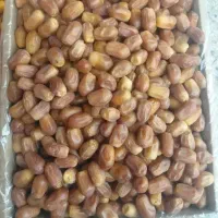 قصب تازه