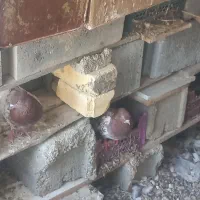 پرنده کبوتر