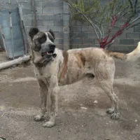 یک عدد سگ سراب