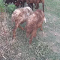 بره نرو گوسفند