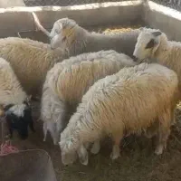 10 راس بره فروشی کیلویی 350(6 تا نر 4 تا ماده)