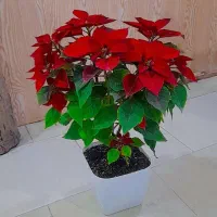 فروش گل کادویی روز مادر و شب یلدا