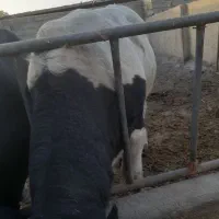 گوساله|حیوانات مزرعه|وحیدیه, |دیوار