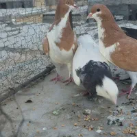 کبوتر رنگی گرفتنی پرنده