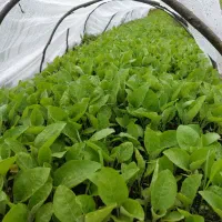 فروش شیتیل نشا بادمجان قلمی و گوجه و فلفل