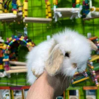 خرگوش مینی لوپ|موش و خرگوش|قائم‌شهر, |دیوار