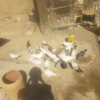 کبوتر|پرنده|قم, شهرک قدس|دیوار