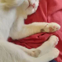 واگذاری بچه گربه|گربه|بابل, |دیوار