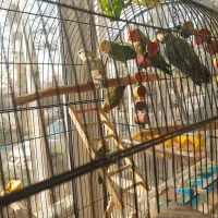 طوطی بریزیلی