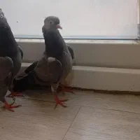 کبوتر ابادانی با جوجه|پرنده|بوشهر, |دیوار