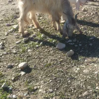 بز کهر دار دوقلو بود یکیش مرده