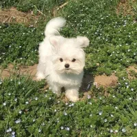 سگ به سرپرستی