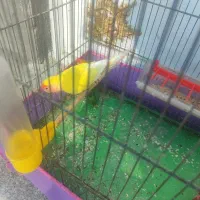 کوتوله جفت مولد