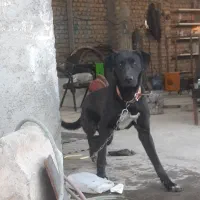 سگ گریت دین ۹ ماهه