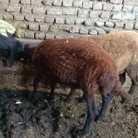 بره|حیوانات مزرعه|سرخنکلاته, |دیوار