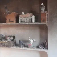 10عدد کبوتر|پرنده|خوی, |دیوار