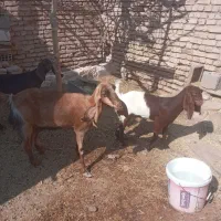 بز وکره پاکستانی|حیوانات مزرعه|رفسنجان, |دیوار