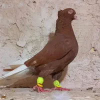 کفتر رنگه کله سینه سرخ دم سفید ساده کلاغ کله سبز