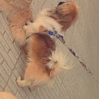 سگ پیکینیز|سگ|کرمان, |دیوار