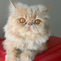 جفت یابی گربه پرشین