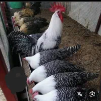 فروش جوجه مرغ و خروس ز نژادهای زیبا و اصیل