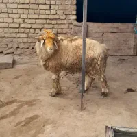 شیشک قوچ ذات دار|حیوانات مزرعه|خانمیرزا, |دیوار