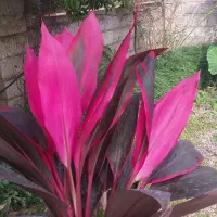 تولید وپخش گلهای اپارتمانی از مازندران به کل ایران