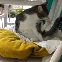 گربه ملوس|گربه|لاهیجان, جمهوری|دیوار