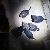 واگذاری توله سگ