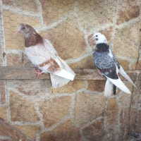 کبوتر پرشی|پرنده|بابل, |دیوار