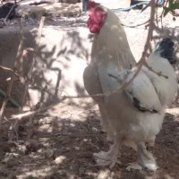 خروس برهما اصل