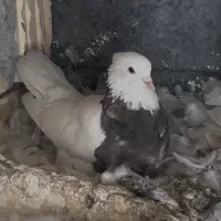 کبوتر طوقی شکلاتی