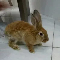 خرگوش بازیگوش