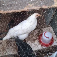 جوجه رسمی
