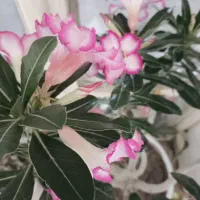 گل بونسای آدنیوم