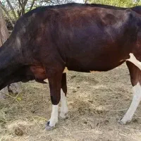 گاو