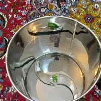 سبزی خردکن|خردکن، آسیاب، غذاساز|جوانرود, |دیوار