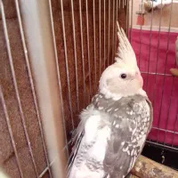 عروس هلندی جوجه و مولد