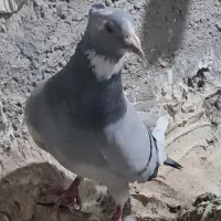 کفتر پلنگ|پرنده|راور, |دیوار