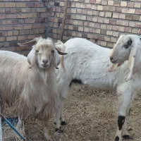 دوتا چبش یک شیره قیمت کیلو ۳۰۰|حیوانات مزرعه|گناباد, |دیوار