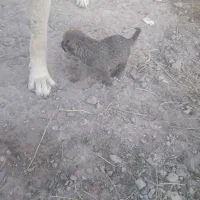 واگذاری سگ نگهبان