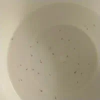 بچی ماهی گوپی و گوپی نر