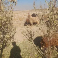 نربز همون خلاو دو ساله جلو کش