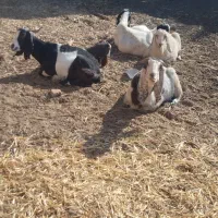 سلام تعداد 15راس بز اوست پاکستانی