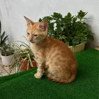 گربه دو ماهه